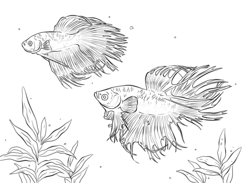 Two Siamese Fighting Fishes Coloring Page